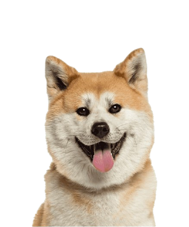 Akita