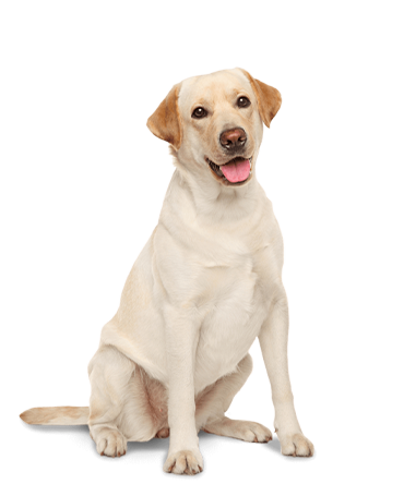 Labrador