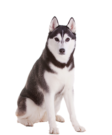 Siberian Husky