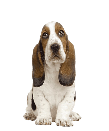 Basset Hound