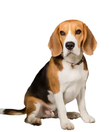 Beagle