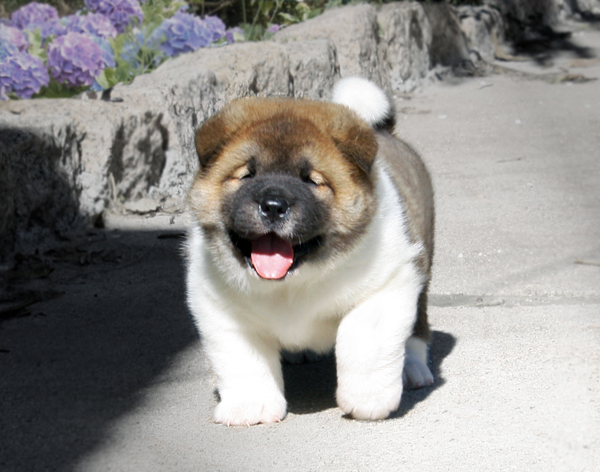 Akita Puppies For Sale in Delhi