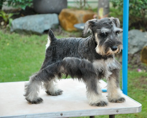 Schnauzer Puppies For Sale in Chennai