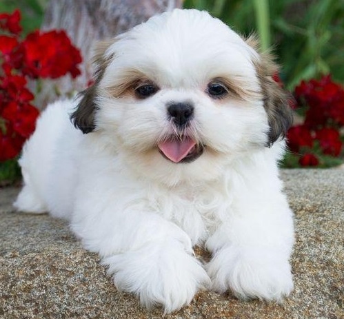 Shih Tzu Puppies For Sale in Goa