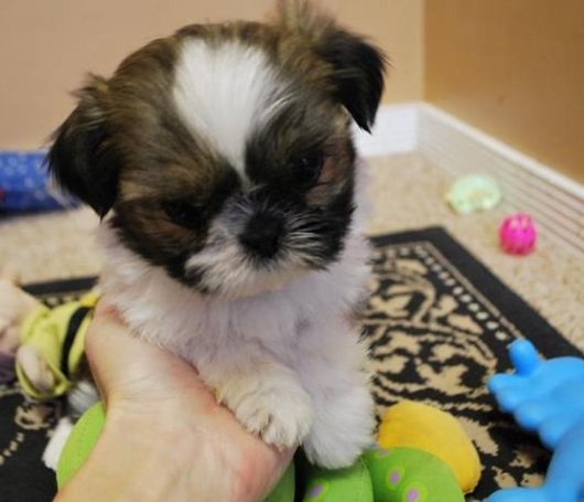 Shih Tzu Puppies For Sale in Amritsar
