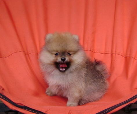 Toy Pom Puppies For Sale in Mumbai